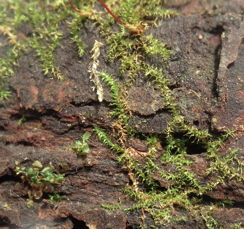 Campylophyllum hispidulum